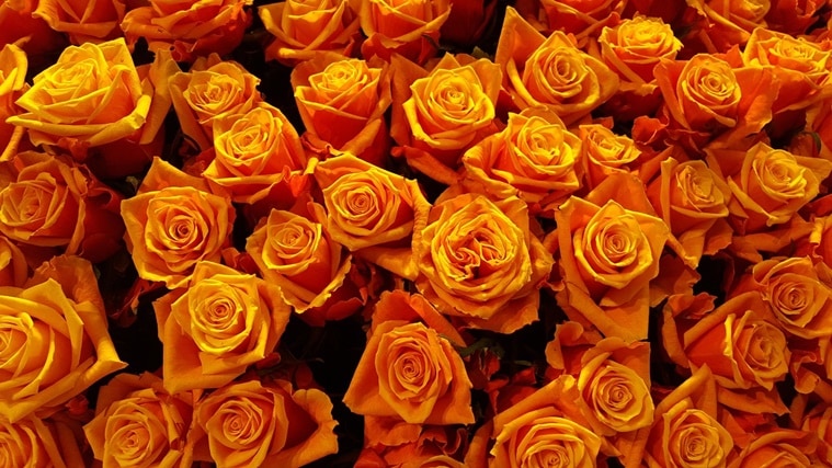 rose day, happy rose day, rose colour meaning