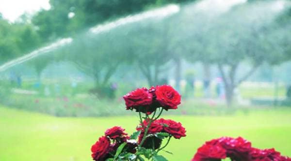 Chandigarh Rose Festival: Three companies show interest in organising helicopter rides