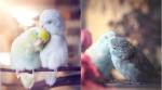 Photographer captures intimate moments of her beautiful Parrotlets and they are 'Awwwdorable'