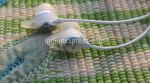Samsung Level In ANC review: Budget noise-cancellation in-ear headphones done right