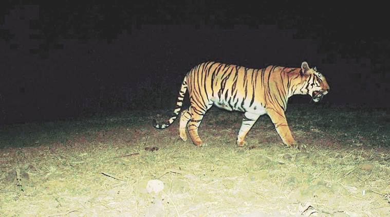 tiger, tiger on the run, maharashtra, yavatmal district, maha wildlife, tiger cubs, indian express