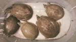 Delhi man who purchased five turtles ‘for ailing father-in-law to eat’ arrested