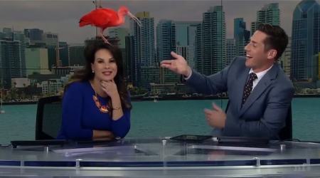 VIDEO: Exotic bird interrupts Live TV show, sits on anchor's head and steals the show