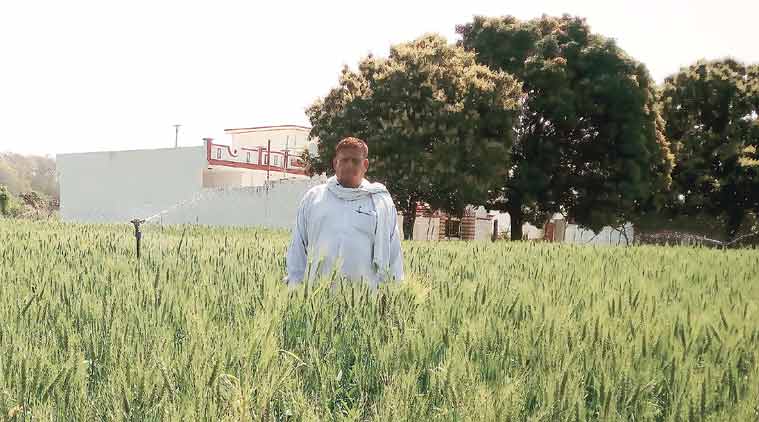 Punjab farmer, Punjab irrigation water, farmer distress, Punjab agriculture, solar power, Pong Dam on the River Beas, solar panel for water irrigation, indian express