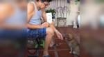 VIDEO: This dog is really good with numbers; he even solves math equations!