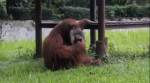 VIDEO: SHOCKING! Orangutan smokes a CIGARETTE on camera in a zoo