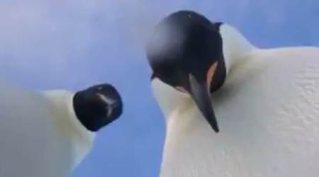 VIDEO: Emperor penguins taking selfies is going viral