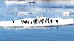 VIDEO: This super colony of 1.5 million rare penguins was discovered in Antartica