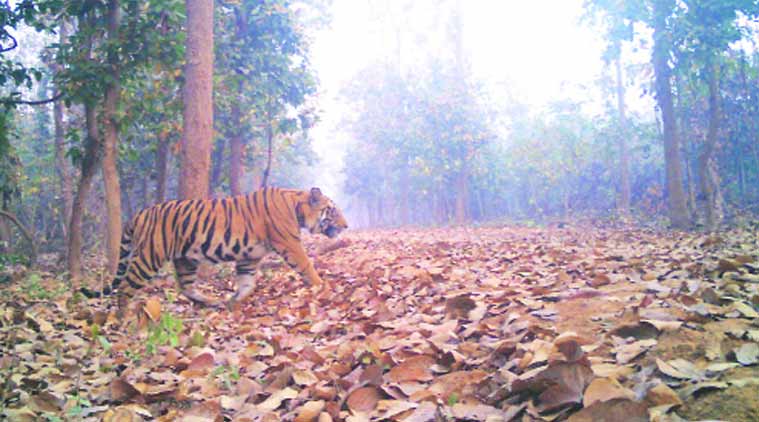 Royal Bengal Tiger, Royal Bengal Tiger spotted, Madhupur Royal Bengal Tiger, tigers, asian tiger population, indian tiger population, Royal Bengal Tiger population, wildlife conservation, indian express