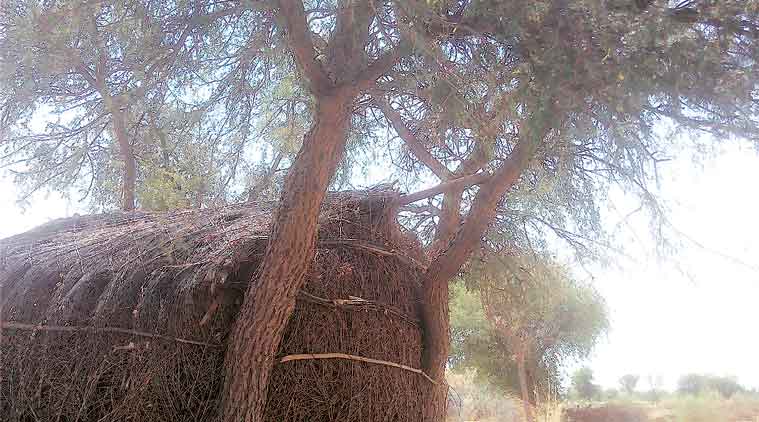 Barmer girls death, Barmer minor hanging, Barmer killing, Dalit girls death, Dalit girls Barmer, Muslim boy murder, monirs found hanging from tree, honour killing, indian express