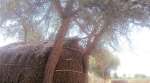Three minors found hanging from tree in Barmer, cops say suicide, girls’ families allege murder