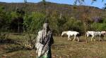 Kathua rape — A mother's lament: 'The girl who loved horses, meadows... now in a lonely grave'