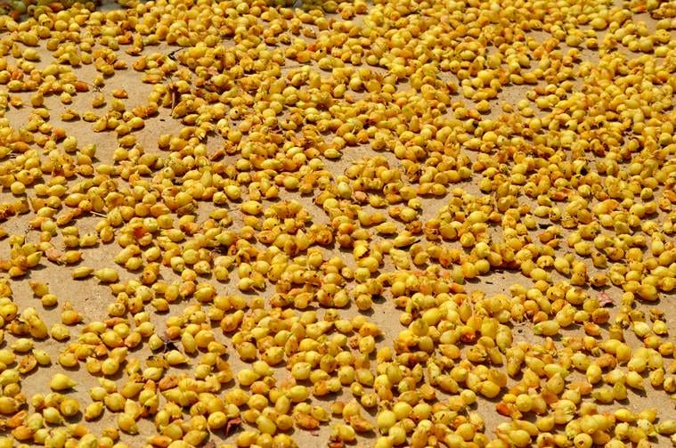 mahua, mahua livelihood, mahua trees, mahua benefits, tribal life mahua, mahua central indian forests, forests in india, forest day, indian express, indian express news