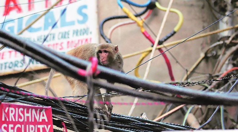 HC raps Centre over sterilisation plan: ‘By the time you have a plan, monkeys will take over Delhi’