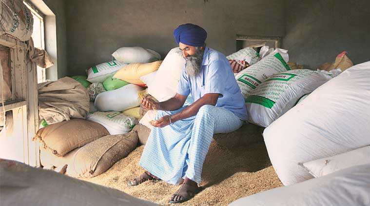 basmati, basmati rice, madhya pradesh basmati rice, basmati gi tag, basmati cultivation, basmati rice price, indian express news