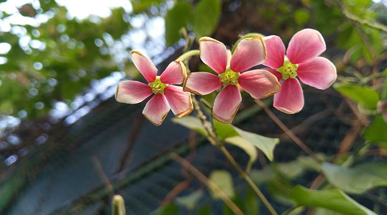 Nokia 7 Plus Carl Zeiss dual lens perofrmance