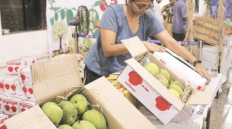 Alphonso produce hit by untimely rains