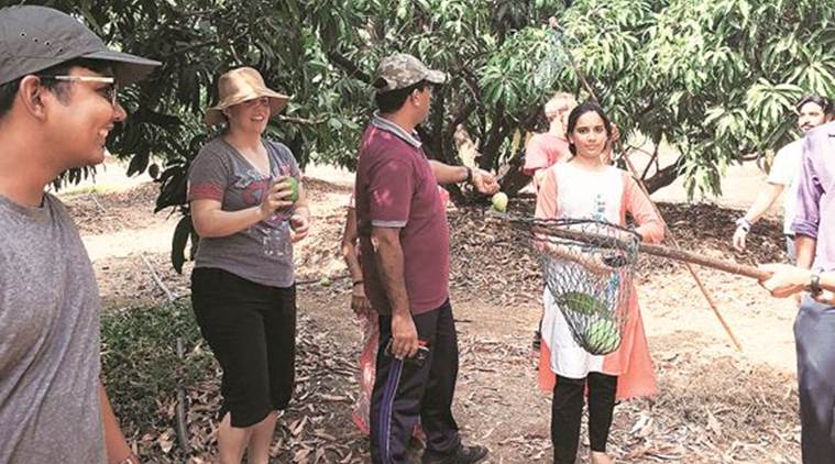 maharashtra mango tasing farms, maharashtra mango tasting, maharashta mano orchards, maharashtra tourists, maharashtra travellers