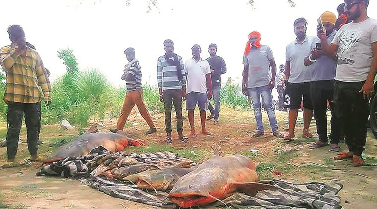 beas river molasses spillage, molasses spillage in beas, punjab river pollution, Punjab and Haryana High Court, punjab government, punjab sugar mills, indian express, india news