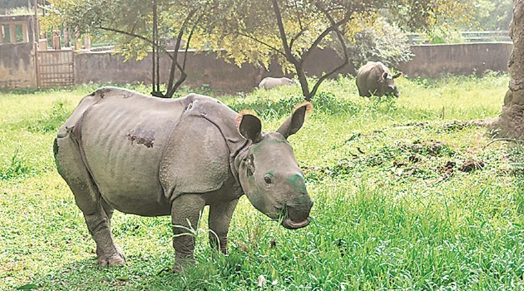 Rhino Patlakhawa