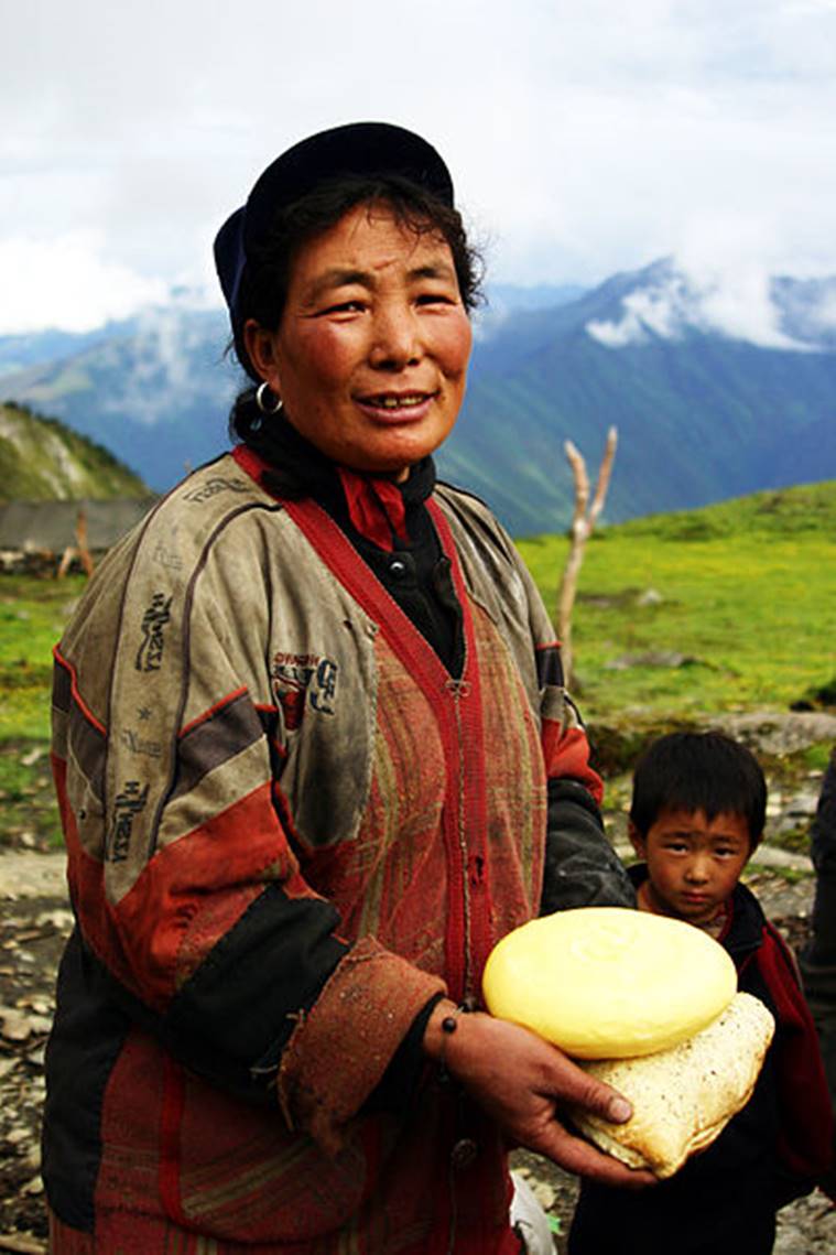 unusual cheese, must try cheese, Wensleydale, Pecorino Romano, Epoisses, Stilton cheese, gold cheese, different types of cheese, Casu Marzu, Yak Cheese, indian express, indian express news