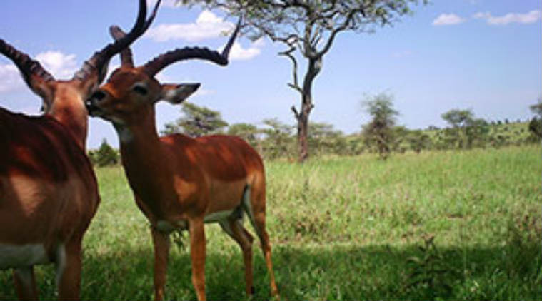 AI animal tracking, artificail intelligence system, University of Wyoming, deep neural networks, wildlife conservation, motion-sensor cameras, Snapshot Serengeti, image processing,endangered species, machine learning