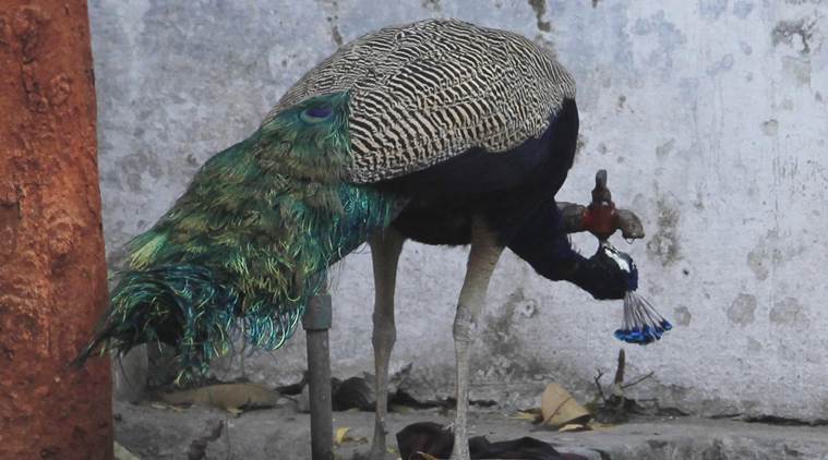 Delhi govt wants adequate drinking water arrangements for birds, animals this summer