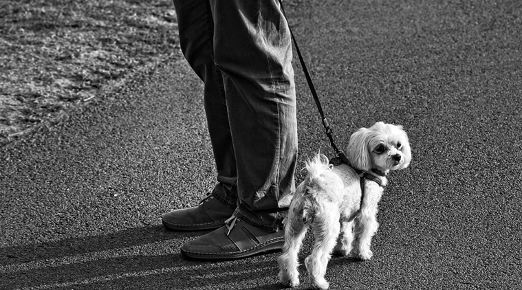 pet dogs, human communication, encouragement, rescue dogs, problem solving, goal directed behaviour, Indian Express, Indian Express News