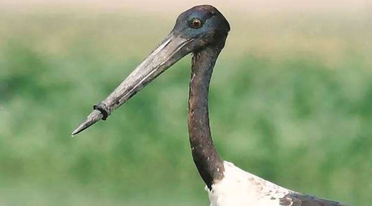 delhi stork, stork with blocked beak, stork rescue, delhi bird rescue, delhi stork rescue, gurgaon stork, gurgaon basai wetland