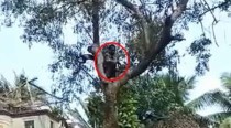 Puducherry man climbs up tree to avoid Covid-19 vaccination