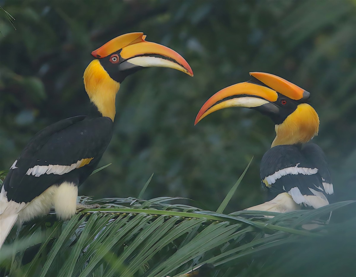 What Two Great Hornbills Can Teach Us About Goas True Wild Side Eye