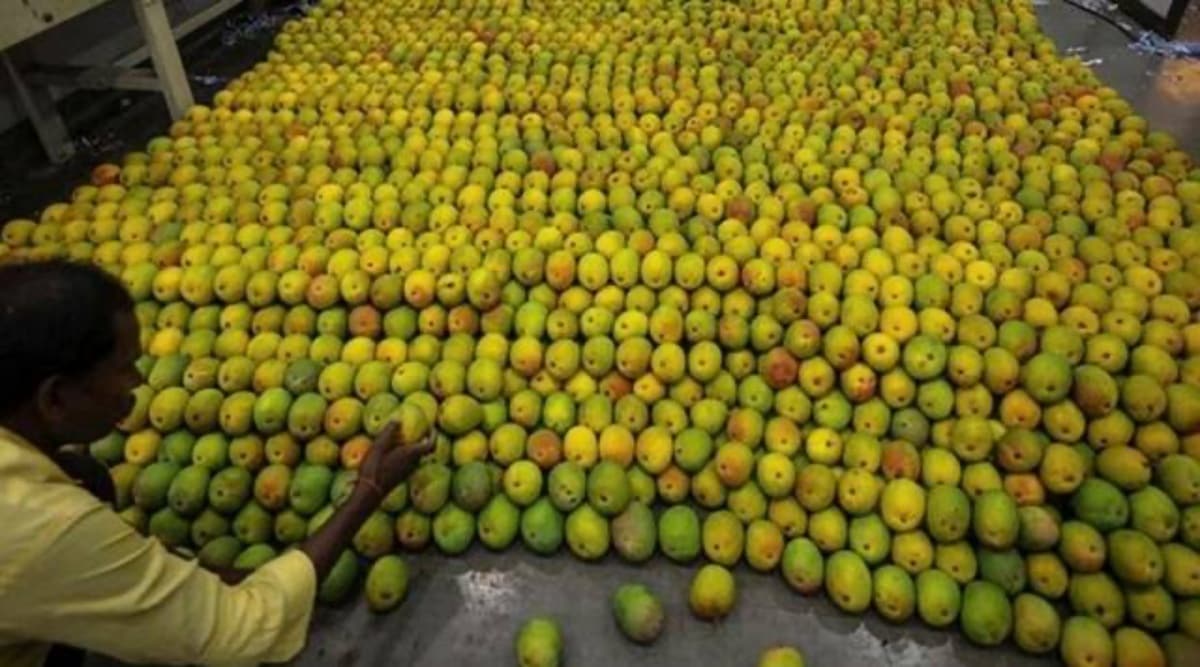 Mangoes Expected To Get Dearer In Pune As Konkan Supply Slumps Pune