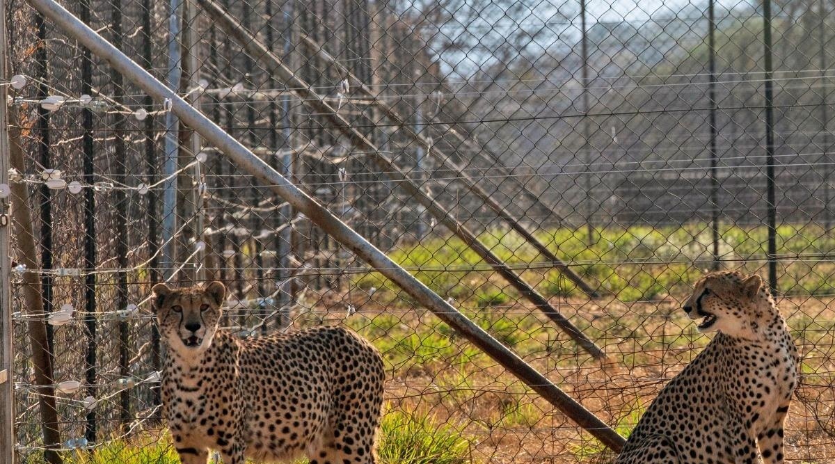 India Will Not Fence Cheetah Habitats Government Panel Chief India