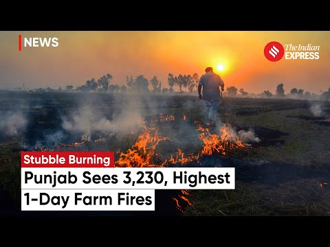 Punjab Stubble Burning Punjab Sees Highest Day Farm Fires Over