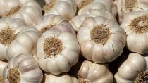 Here's what a 100-gram serving of garlic contains