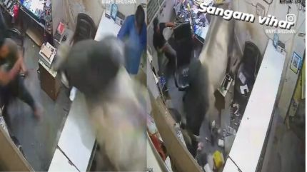 Bull barges into Delhi mobile store, shopkeeper tries to climb atop shelf. Watch