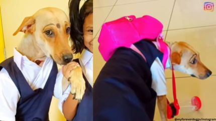 Video of dog dressed in school pinafore, alongside its human sibling, melts hearts