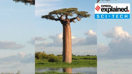What a new study found about Madagascar’s old baobab trees