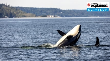 What is behind orcas aka killer whales sinking boats?