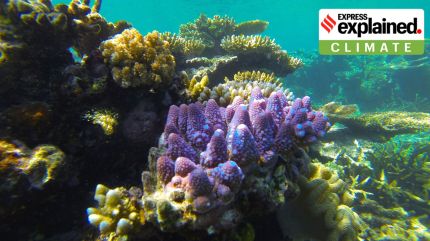 Ocean temp in Great Barrier Reef now hottest in 400 years: What new study says
