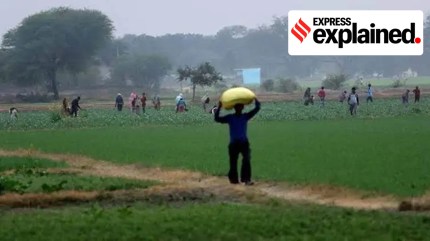 How Centre’s Clean Plant Programme plans to boost production of fruits