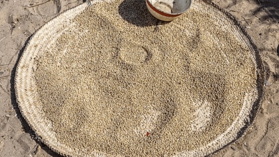 Millets instead of white rice? Why this switch won’t work if you don’t cut carbs or add protein