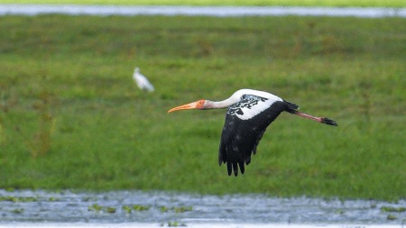 Painted storks in Assam