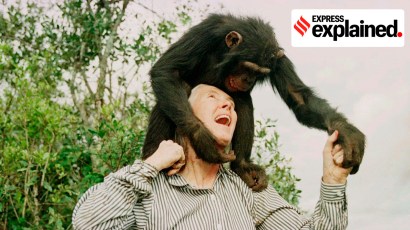 Jane Goodall research: Goodall plays with Bahati, a 3-year-old female chimpanzee, at the Sweetwaters Chimpanzee Sanctuary near Nanyuki, north of Nairobi, on Dec. 6, 1997. (AP/PTI)