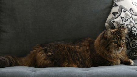 Meanwhile, the licence for pet animals will be issued at the ward office after applying through the online system.