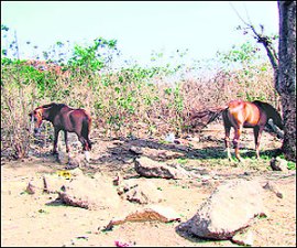 M_Id_89742_animals no alt set