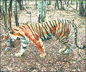 Tigers In Panna Killed,probe Report 