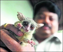 M_Id_96034_wildlife no alt set