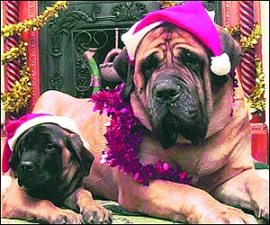 M_Id_105710_animals no alt set