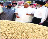 M_Id_116011_Paddy no alt set